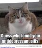 Very-Cute-Smiley-Kitty-Gets-Effect-Of-What-She-Found-Funny-Picture.jpg