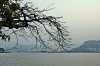 IMG_4309 Branches.JPG