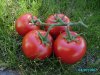 tomato173.jpg