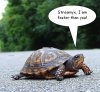 streamyx-turtle.jpg