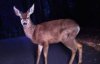 deer-in-the-headlights.jpg